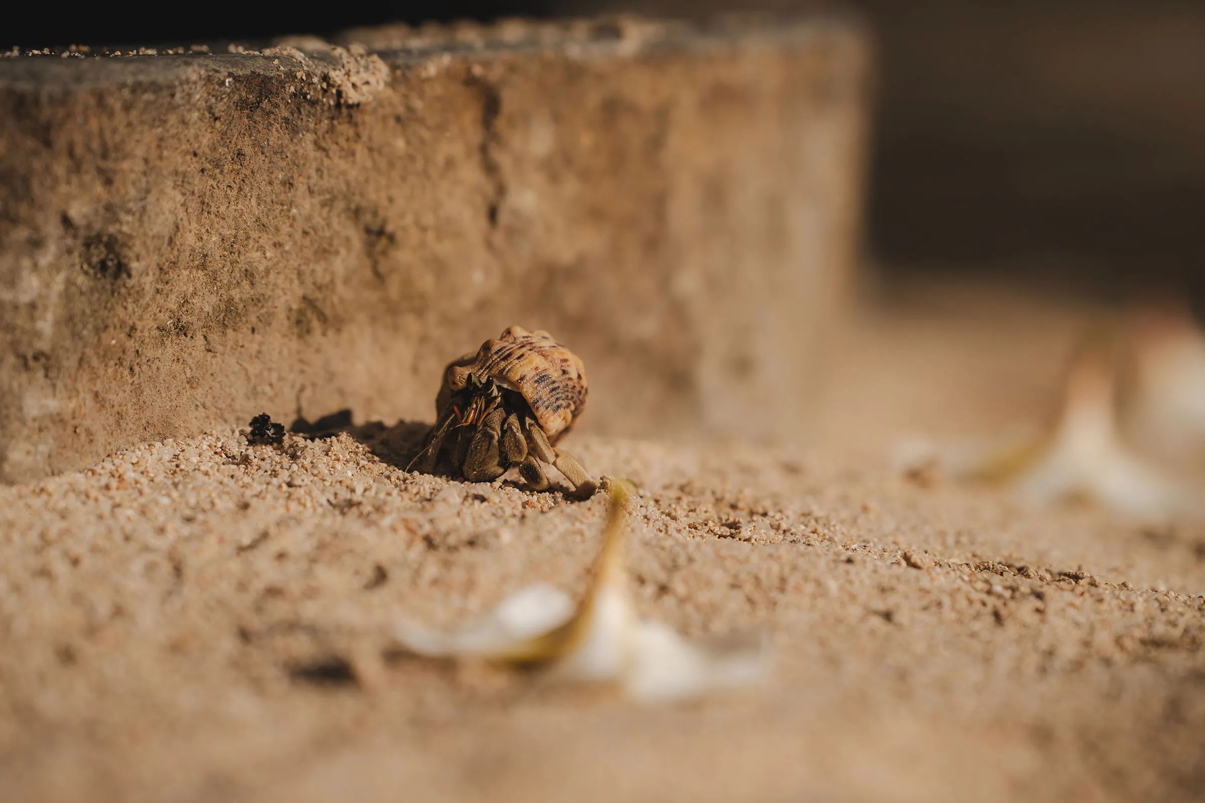 A hermit crab crossing the sand beside a shell, close up.