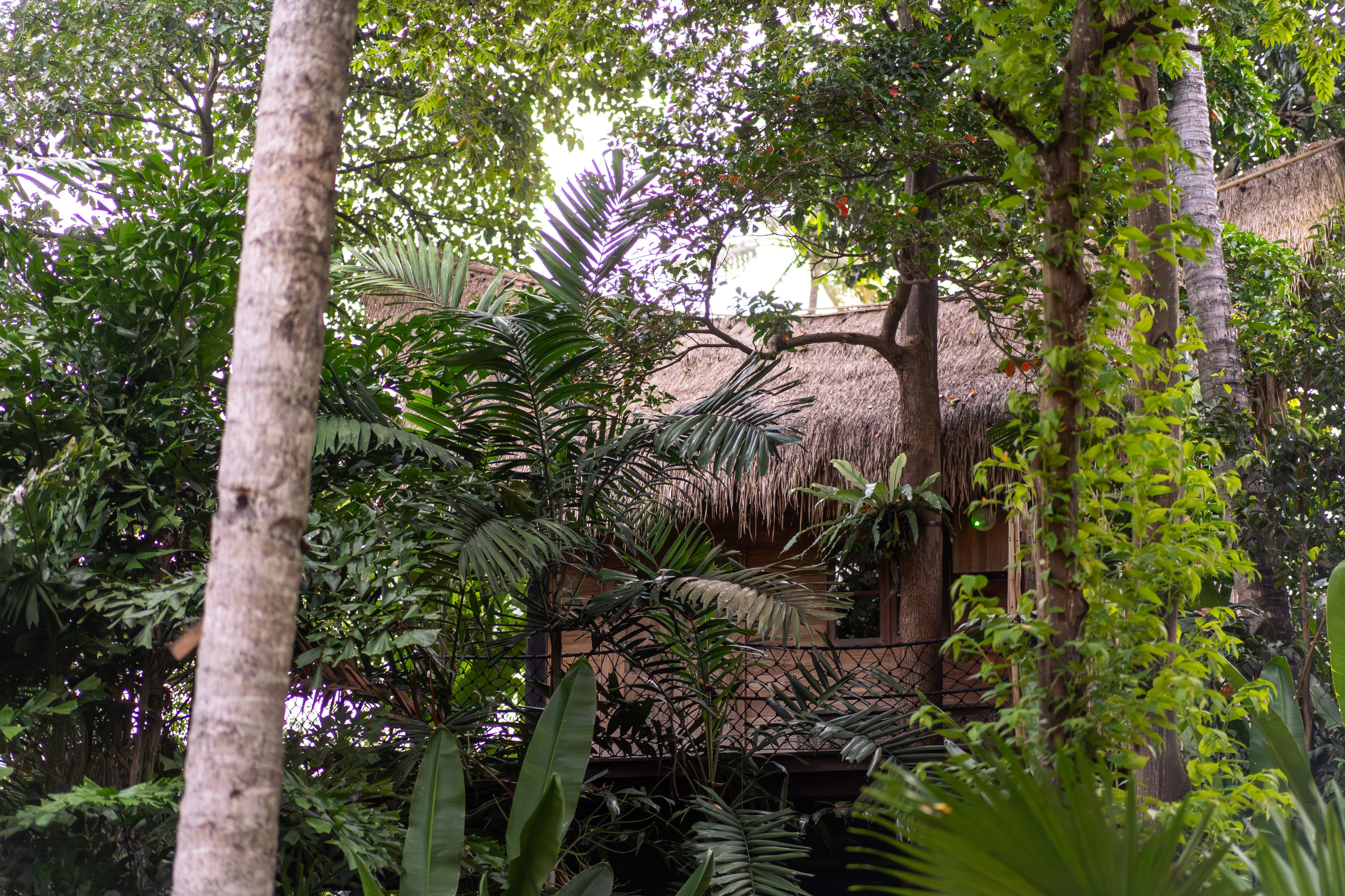 The thatched roof of the treehouse rising out of the planting, seen across the garden.
