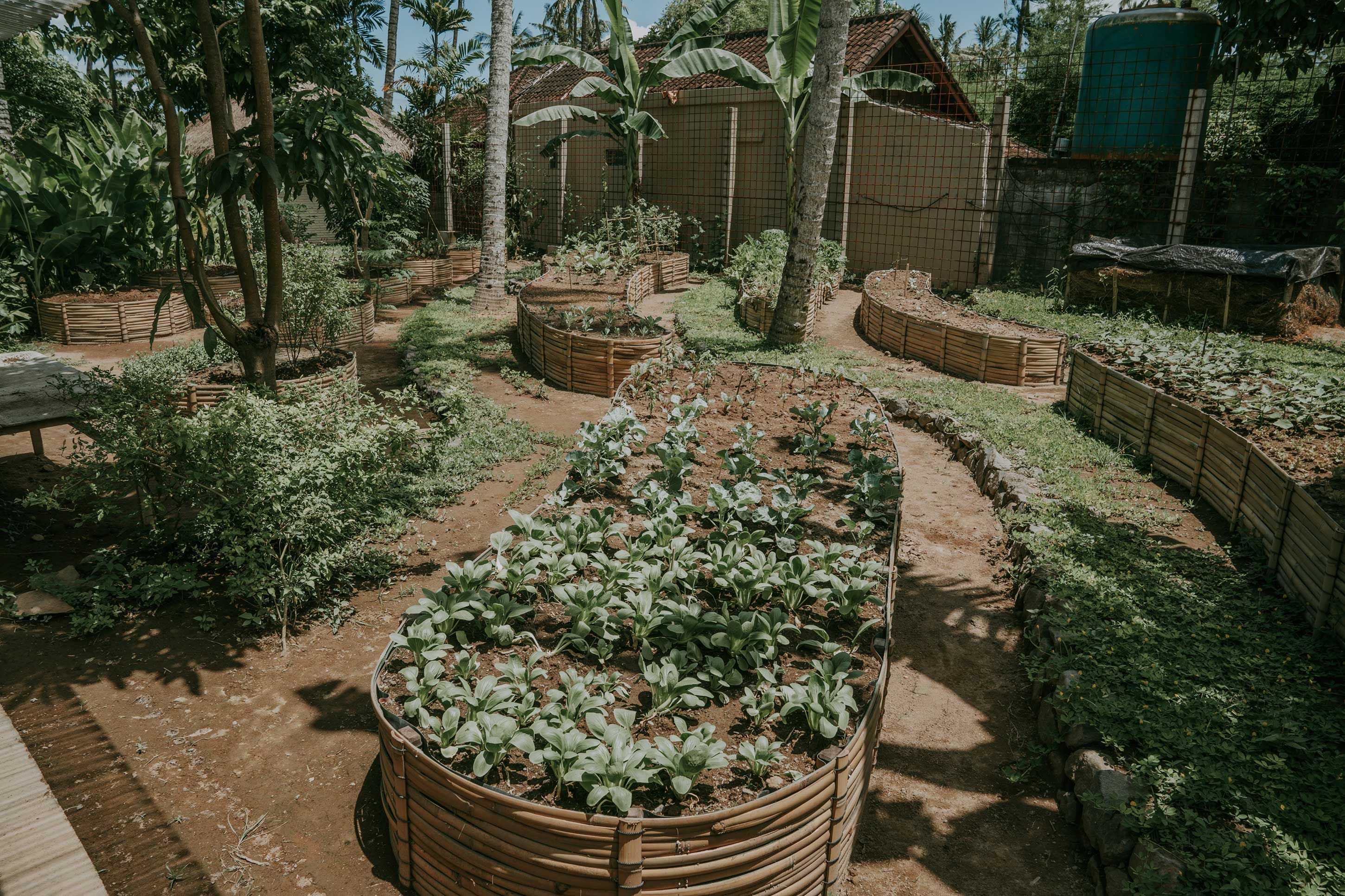 The organic permaculture gardens at The Seed — curved bamboo-edged raised beds planted with pak choi and leafy greens, under palms and banana trees