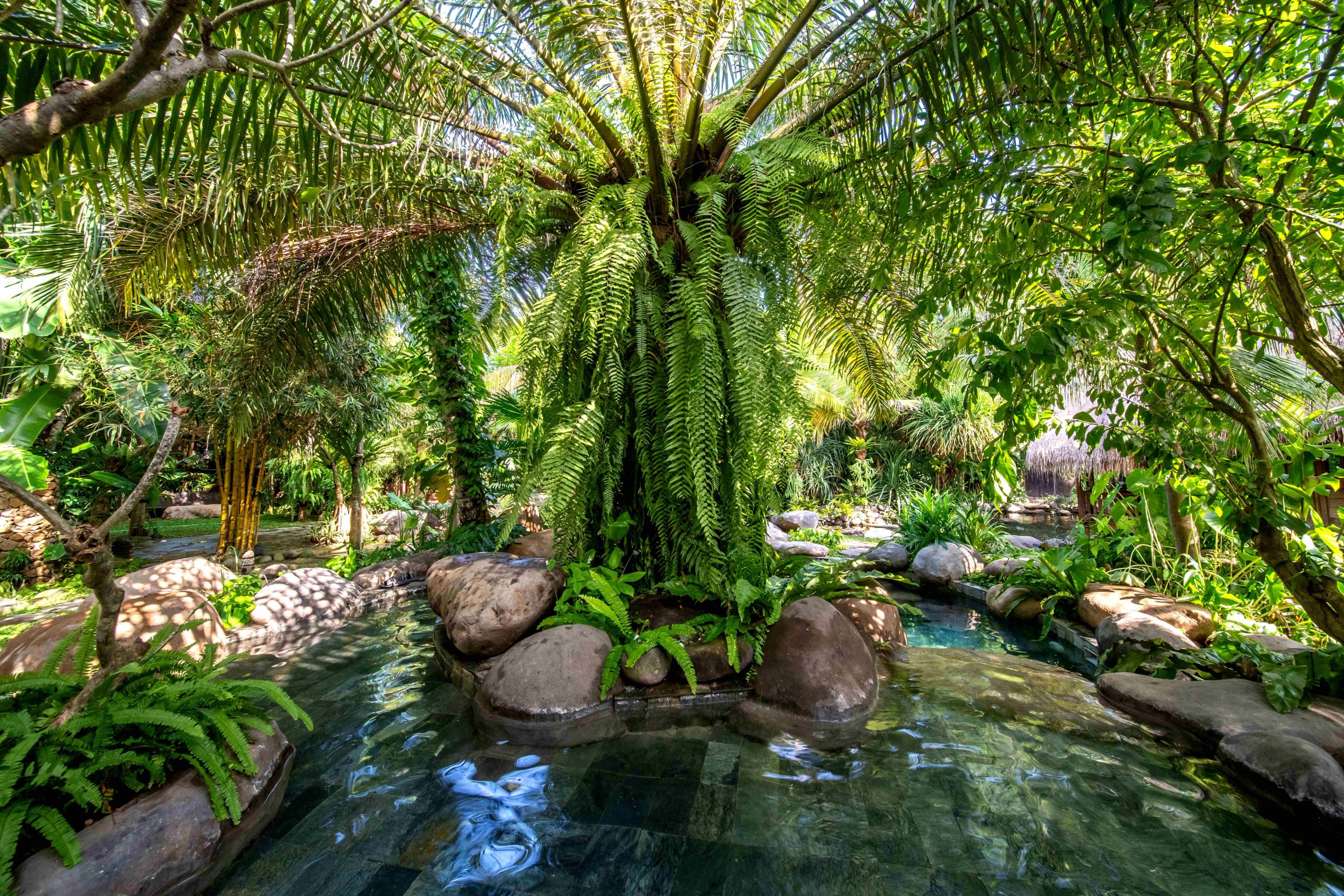The villa's pool running between boulders and ferns under the palms.