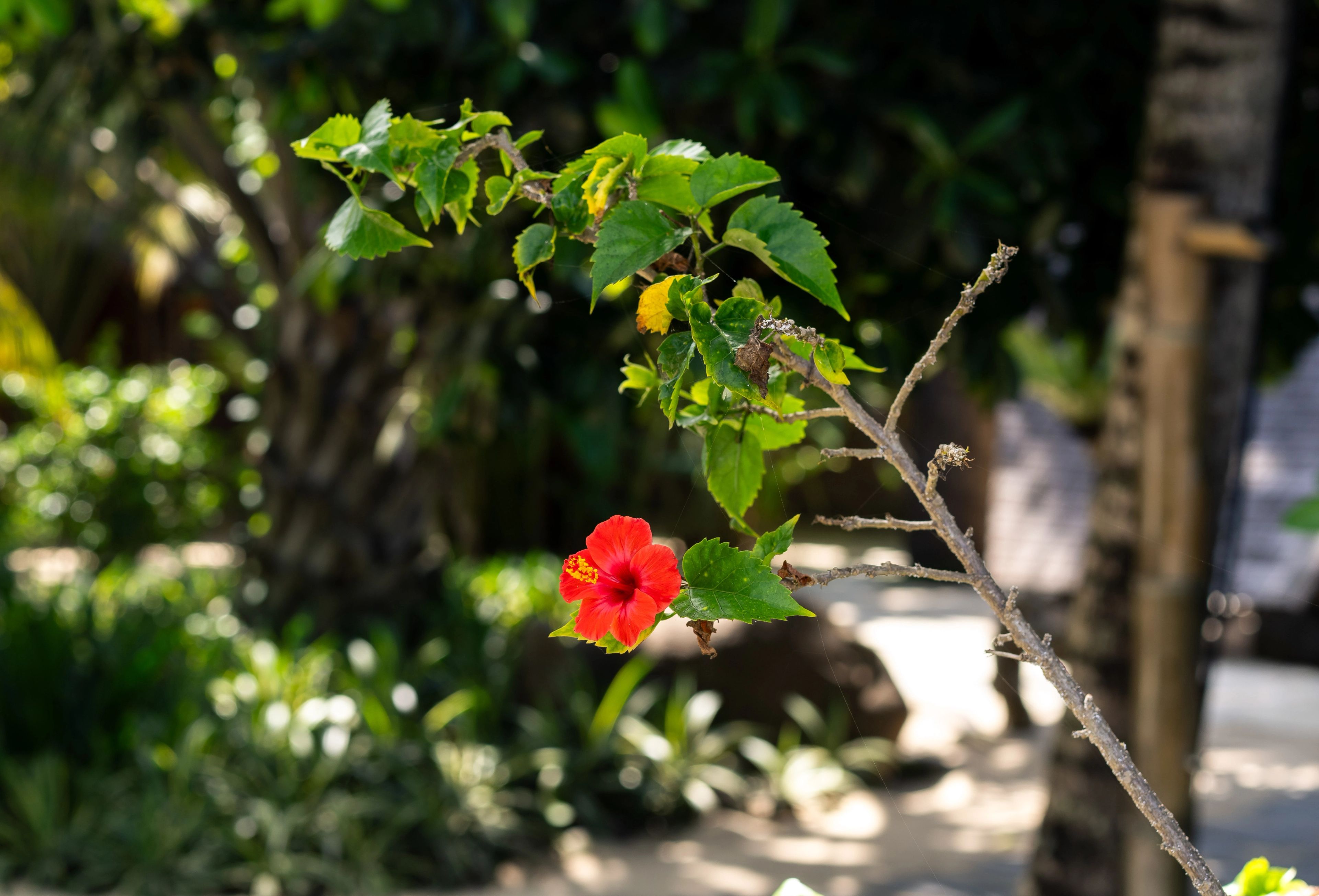 A single red hibiscus flowering on a branch in the garden.