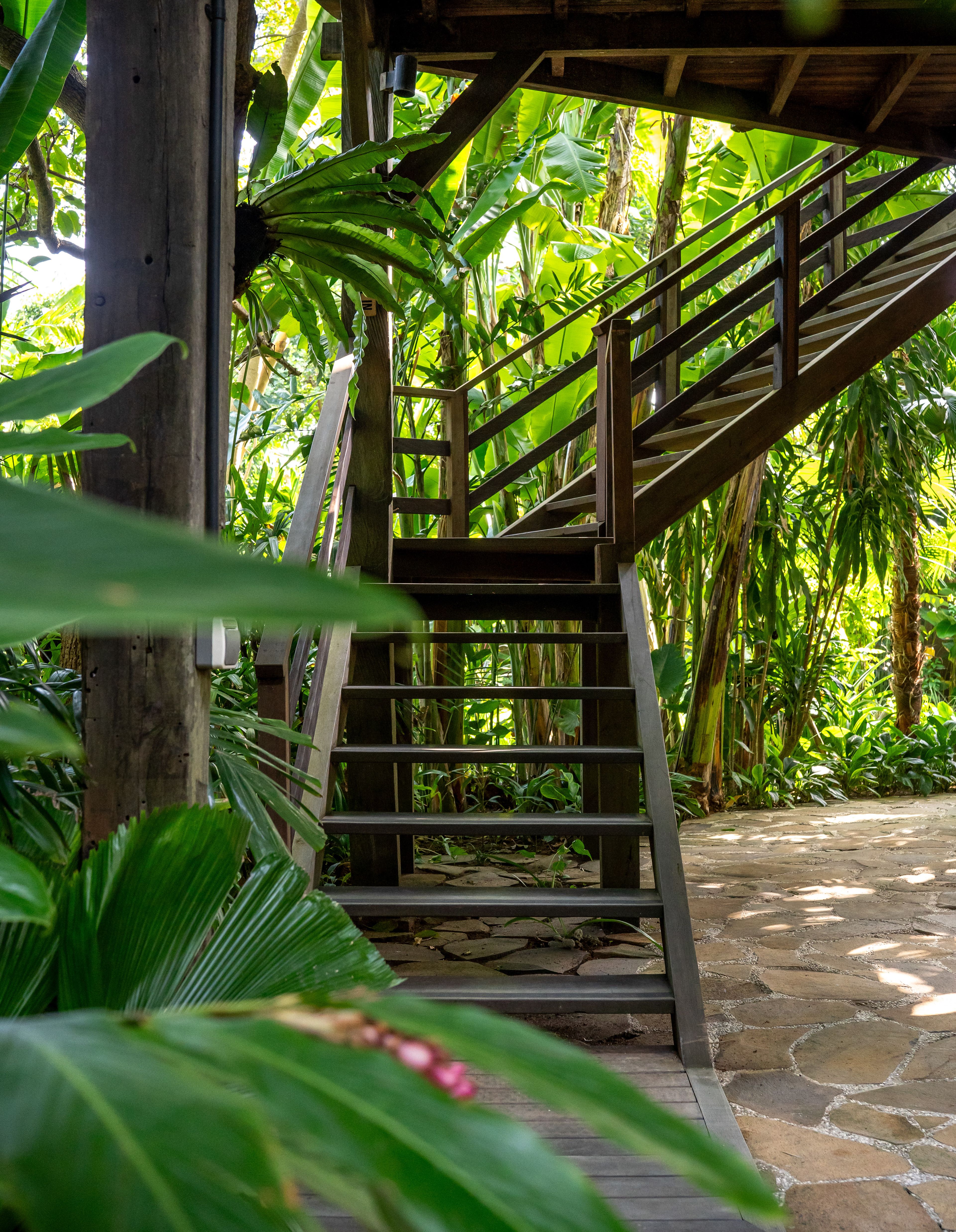 A timber staircase climbing between the trunks into the treehouse, framed by broad leaves.
