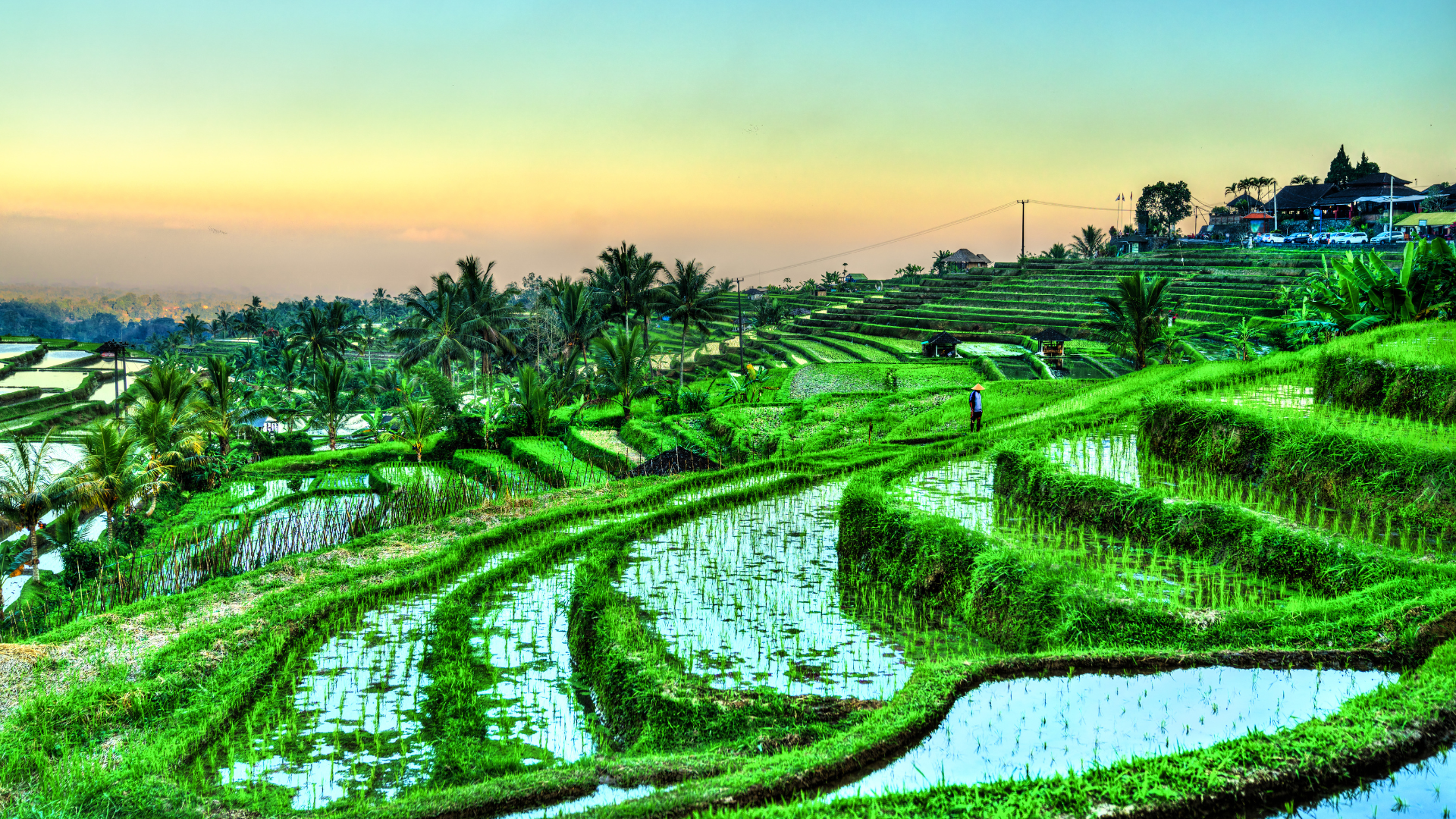 Rice paddies in Bali