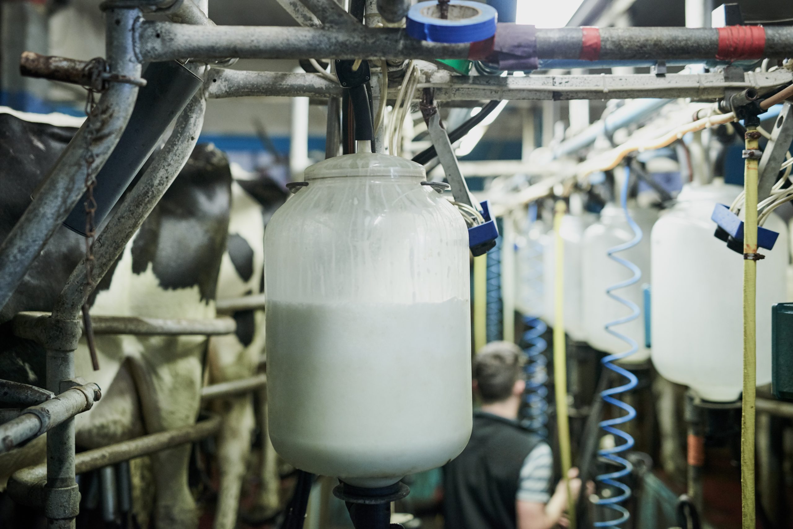 Food & Dairy