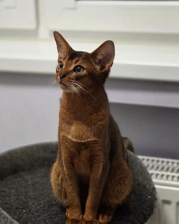 Abyssinian kitten | Cats | Riga | 3