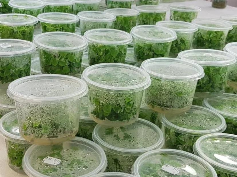 Paulownia Europa  - 1