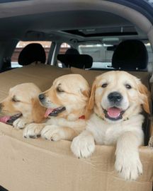 KC Adorable Golden Retriever Puppies