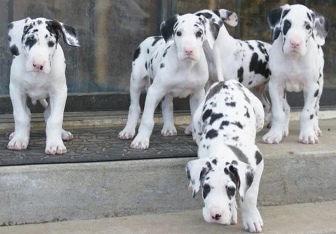 Nice and Healthy Great dane Puppies Available