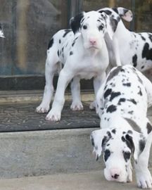 Nice and Healthy Great dane Puppies Available