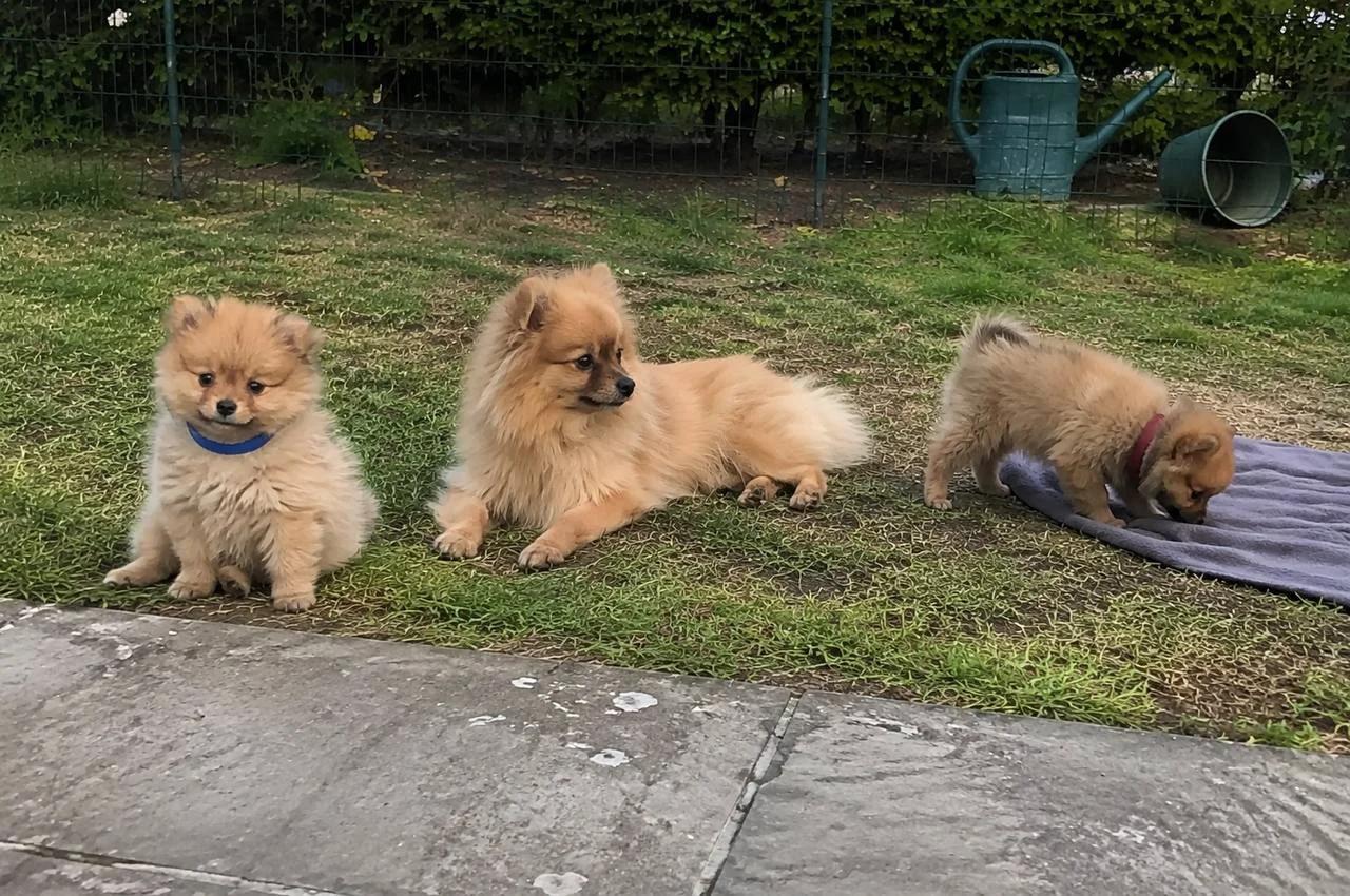 Three 12-Week-Old Pomeranian Puppies Ready For New Home | Dogs | Bilbao | 2