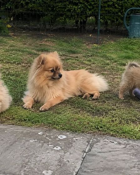 Three 12-Week-Old Pomeranian Puppies Ready For New Home | Dogs | Bilbao | 2