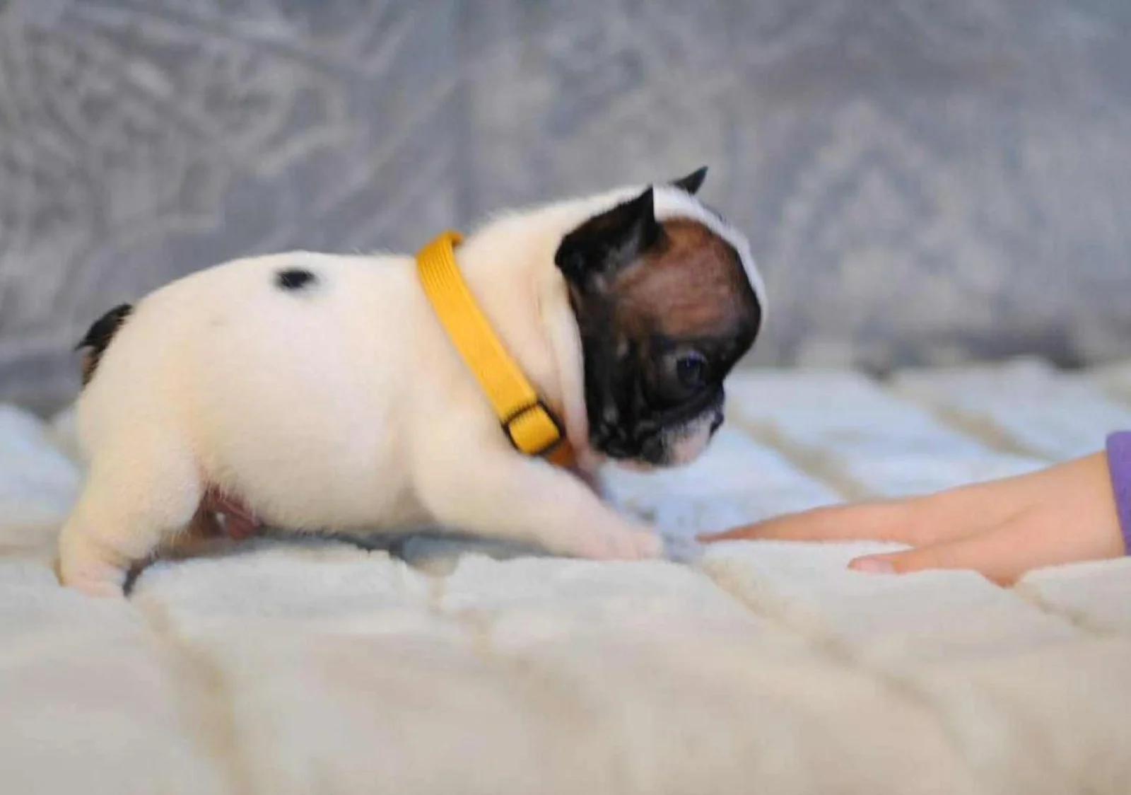 Elite White French Bulldog Male for Sale – 12 Weeks Old – Health Tested Bloodlines | Dogs | London | 3