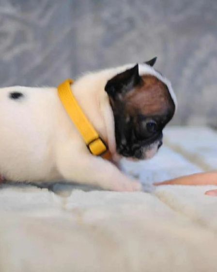 Elite White French Bulldog Male for Sale – 12 Weeks Old – Health Tested Bloodlines | Dogs | London | 3