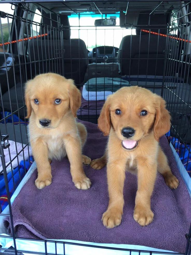 Fantastic golden retriever puppies for sale