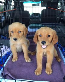 Fantastic golden retriever puppies for sale