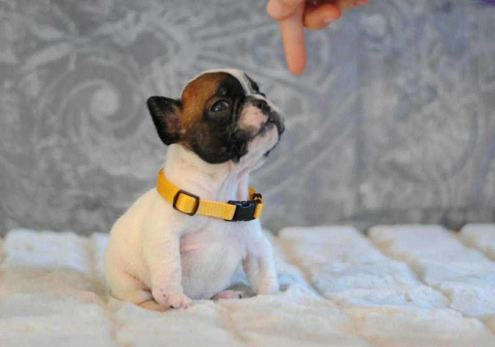 Elite White French Bulldog Male for Sale – 12 Weeks Old – Health Tested Bloodlines | Dogs | London | 2