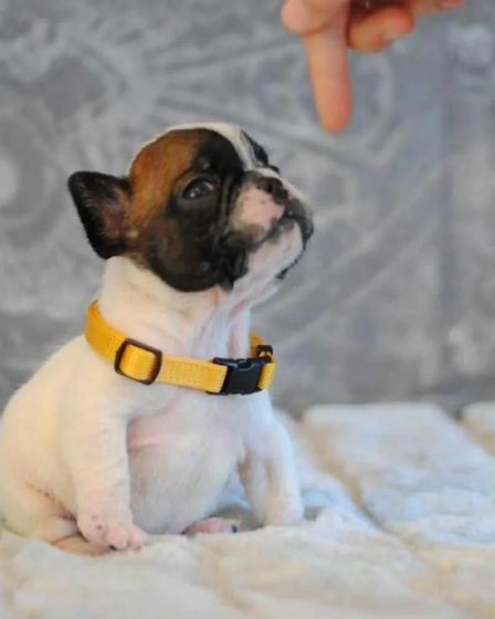 Elite White French Bulldog Male for Sale – 12 Weeks Old – Health Tested Bloodlines | Dogs | London | 2