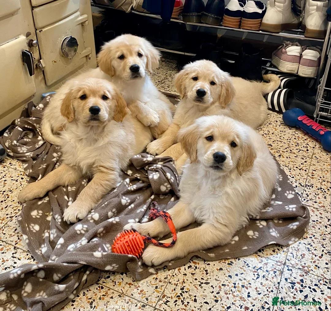 KC Adorable Golden Retriever Puppies | Dogs | London | 2