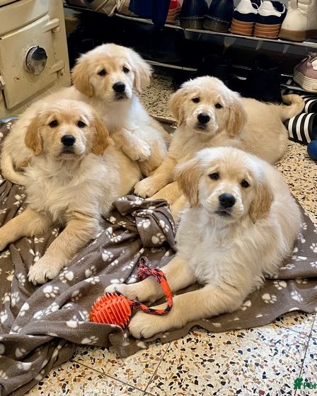 KC Adorable Golden Retriever Puppies | Dogs | London | 2
