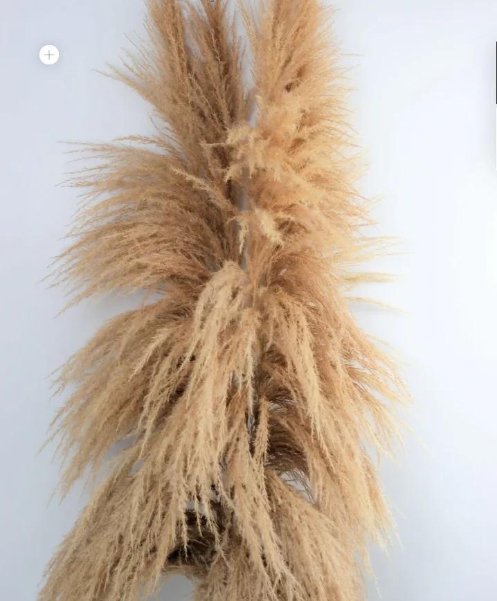 Buy Dried Pampas Grass UK — No Trade Account, Up to 35% Off, Free Delivery Over £150