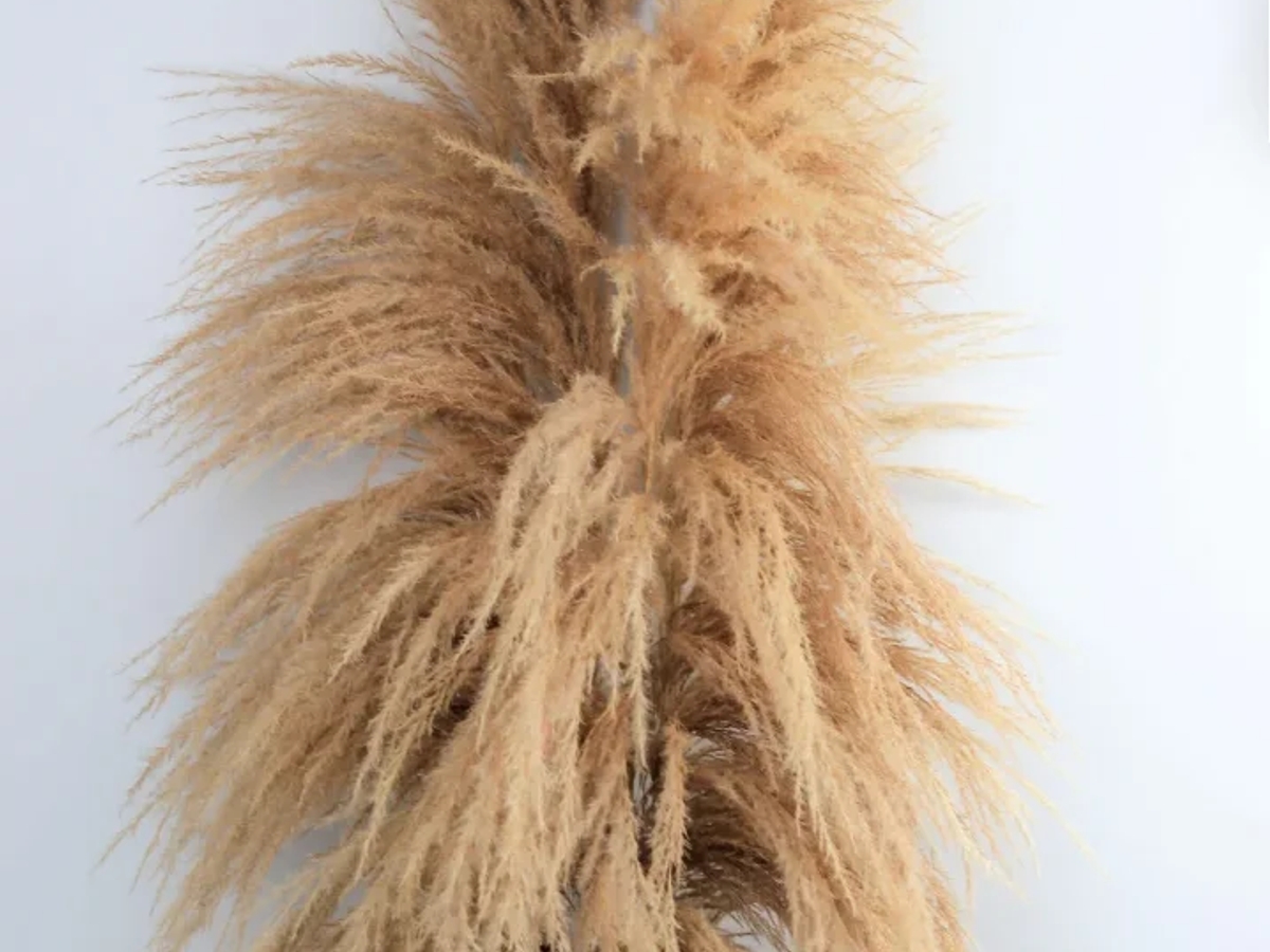 Buy Dried Pampas Grass UK — No Trade Account, Up to 35% Off, Free Delivery Over £150 | Flowers, floristry | Birmingham | Ad gallery (SEO) | 2