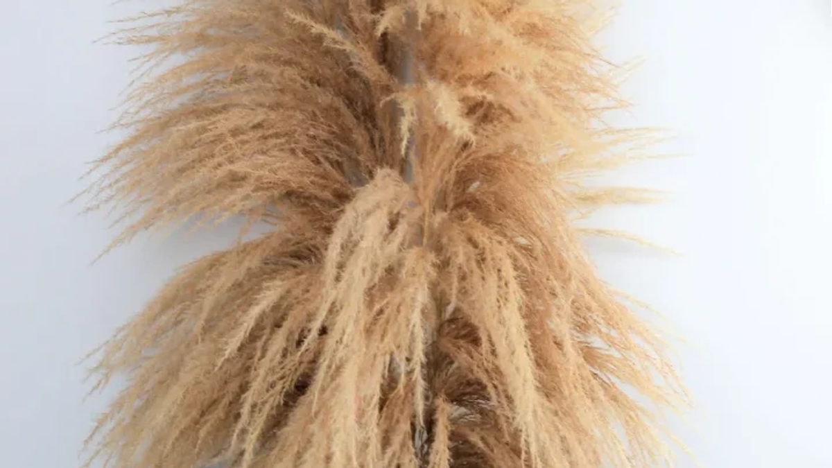 Buy Dried Pampas Grass UK — No Trade Account, Up to 35% Off, Free Delivery Over £150 | Flowers, floristry | Birmingham | Ad gallery (SEO) | 3