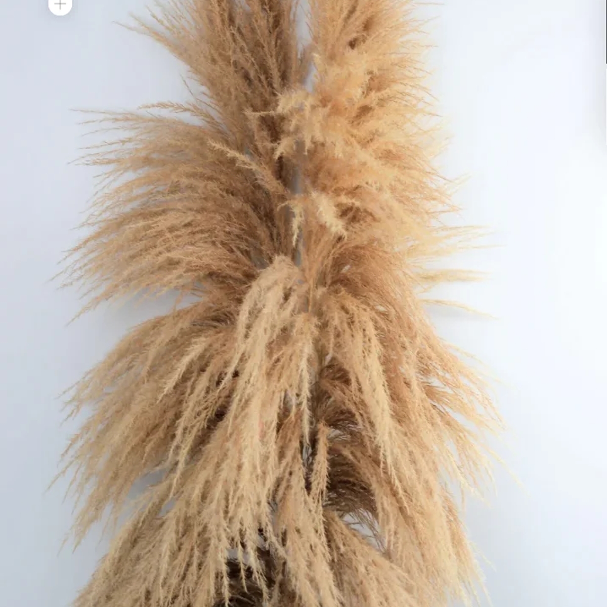Buy Dried Pampas Grass UK — No Trade Account, Up to 35% Off, Free Delivery Over £150 | Flowers, floristry | Birmingham | Ad gallery (SEO) | 1