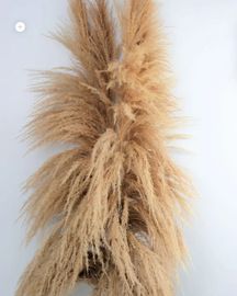 Buy Dried Pampas Grass UK — No Trade Account, Up to 35% Off, Free Delivery Over £150