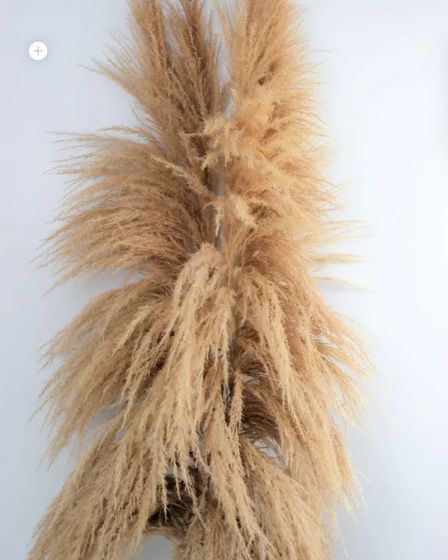Buy Dried Pampas Grass UK — No Trade Account, Up to 35% Off, Free Delivery Over £150 | Flowers, floristry | Birmingham | 1