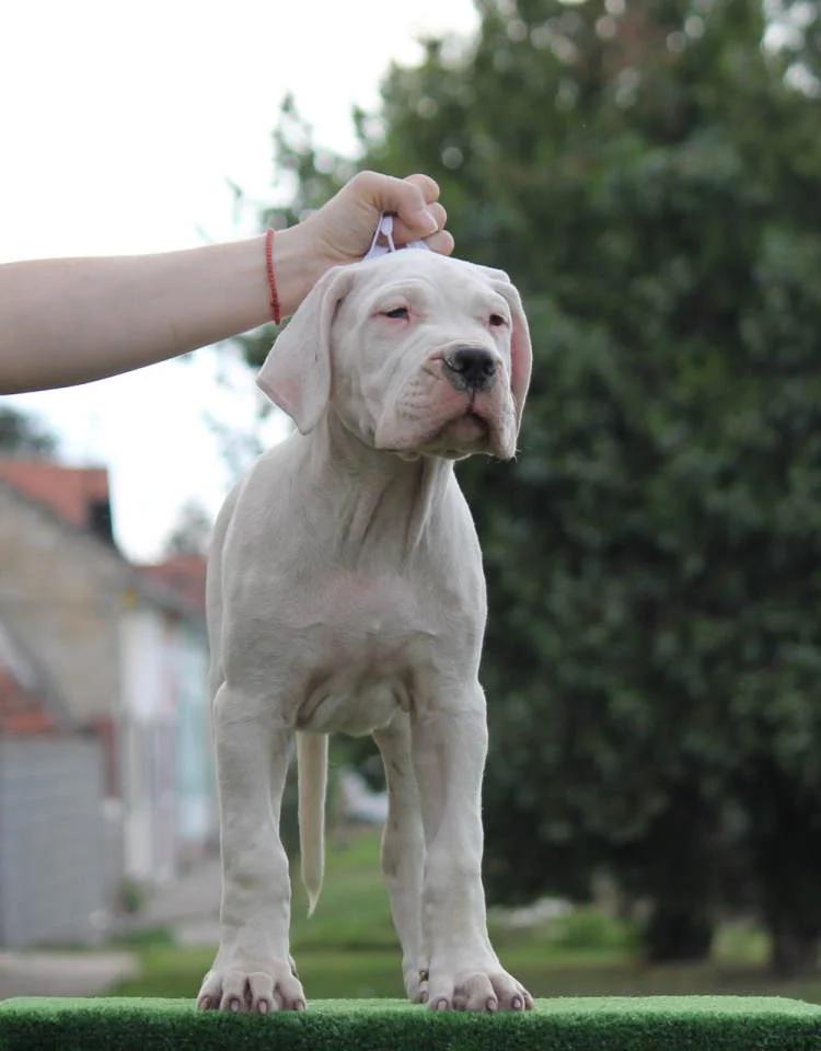 Dogo Argentino Puppies  Premium Litter | Dogs | Zrenjanin | 3