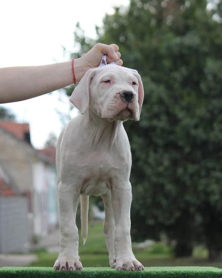 Dogo Argentino Puppies Premium Litter | Dogs | Zrenjanin | 3