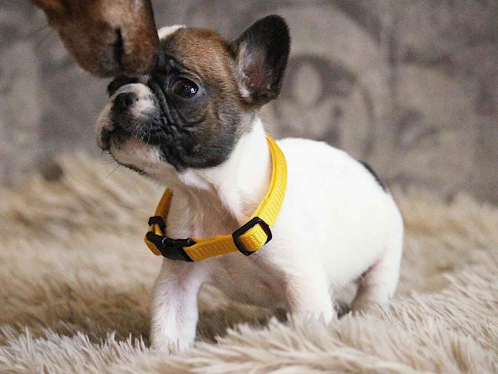 Elite White French Bulldog Male for Sale – 12 Weeks Old – Health Tested Bloodlines | Dogs | London | 5