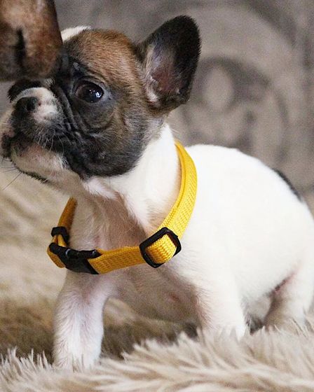 Elite White French Bulldog Male for Sale – 12 Weeks Old – Health Tested Bloodlines | Dogs | London | 5