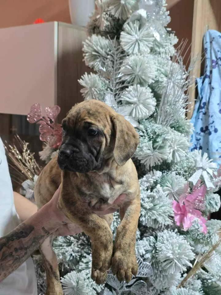 For Sale: Canario Puppies (Canary Dog), top pedigree | Dogs | Smederevo | 2