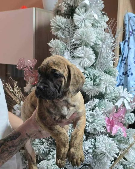 For Sale: Canario Puppies (Canary Dog), top pedigree | Dogs | Smederevo | 2