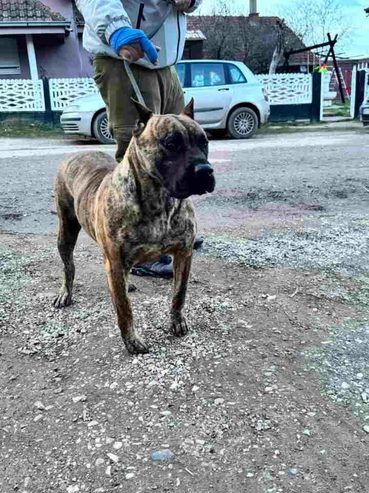 For Sale: Canario Puppies (Canary Dog), top pedigree | Dogs | Smederevo | 6