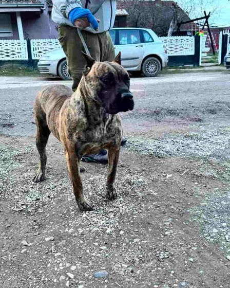 For Sale: Canario Puppies (Canary Dog), top pedigree | Dogs | Smederevo | 6