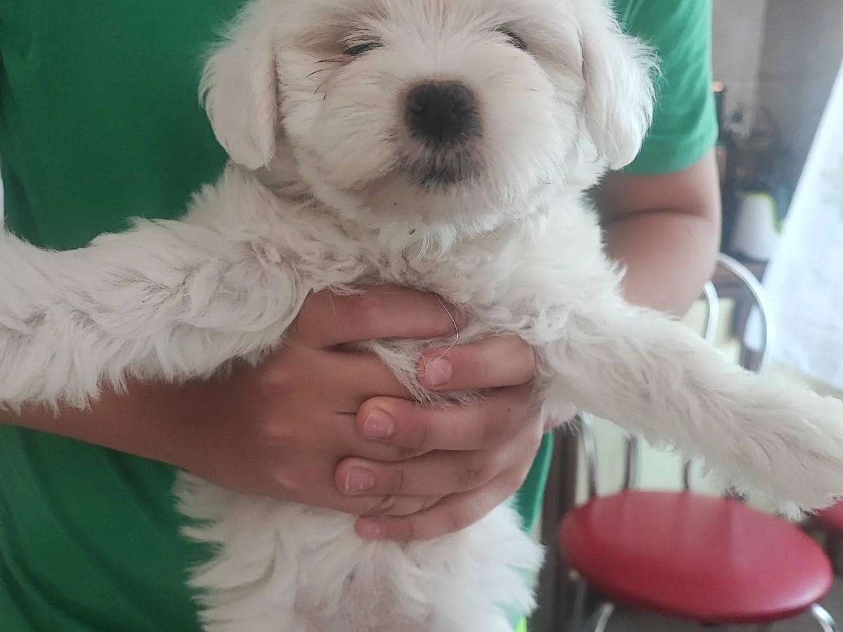 Bichoni Maltezi super jucausi | Dogs | Constanta | Ad gallery (SEO) | 2