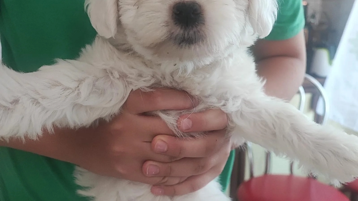Bichoni Maltezi super jucausi | Dogs | Constanta | Ad gallery (SEO) | 3