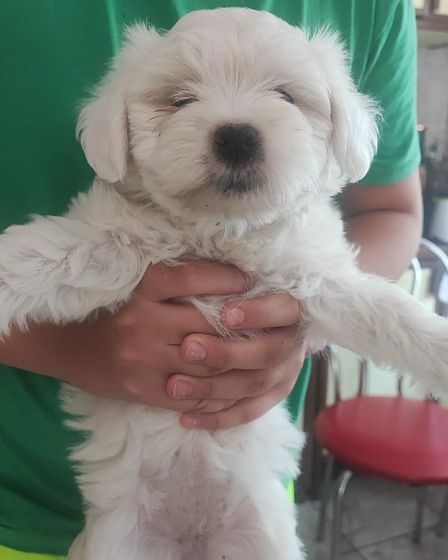 Bichoni Maltezi super jucausi | Dogs | Constanta | 1