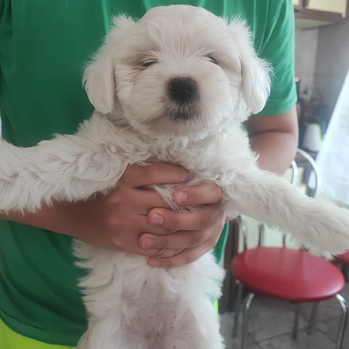 Bichoni Maltezi super jucausi | Dogs | Constanta | Ad gallery (SEO) | 1