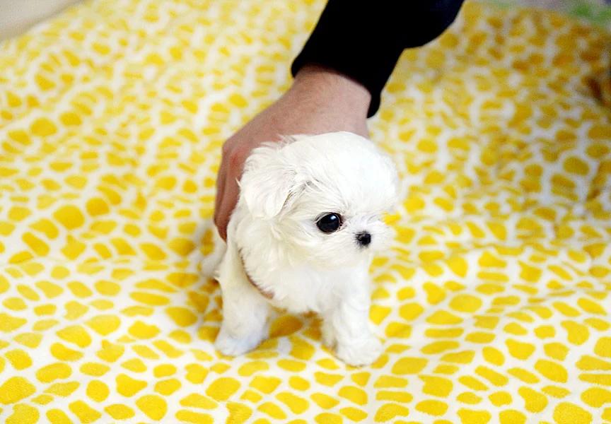 Two Teacup Maltese Puppies Needs a New Family | Dogs | Gothenburg | 2