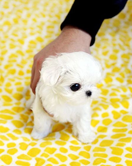 Two Teacup Maltese Puppies Needs a New Family | Dogs | Gothenburg | 2