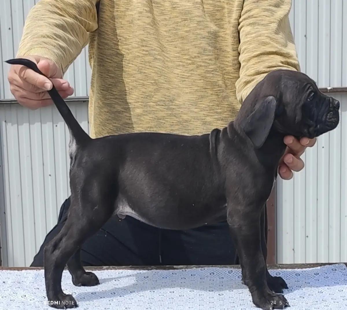 Cane Corso Kane Korso | Dogs | Belgrade | 4