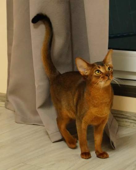 Abyssinian kitten | Cats | Riga | 3