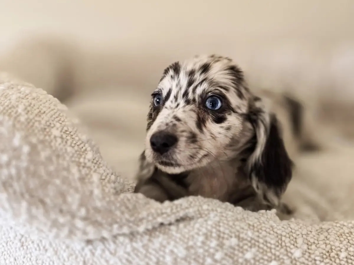 Miniature Dachshund | Dogs | Hamburg | Ad gallery (SEO) | 2