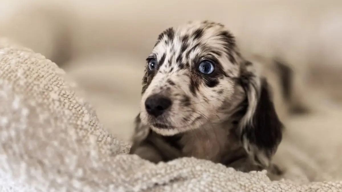 Miniature Dachshund | Dogs | Hamburg | Ad gallery (SEO) | 3