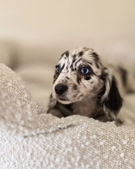 Miniature Dachshund | Dogs | Hamburg | 1