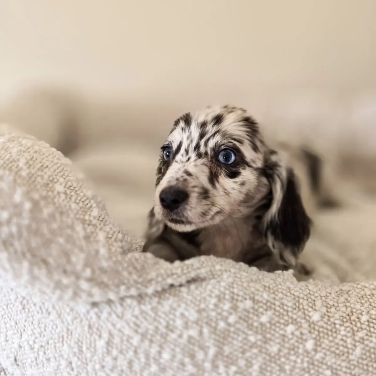 Miniature Dachshund | Dogs | Hamburg | Ad gallery (SEO) | 1