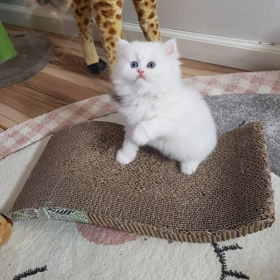 Pedigree Persian Kittens For Sale | Cats | Dublin | 2